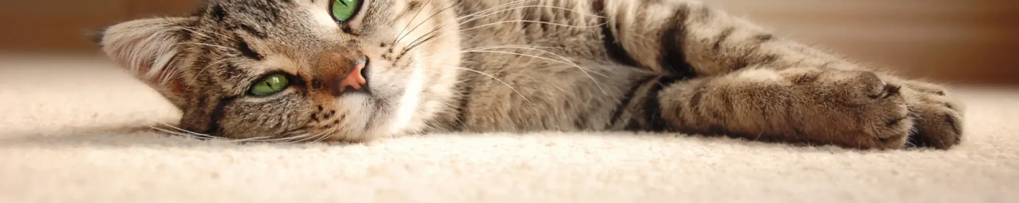 cat laying on plush carpet